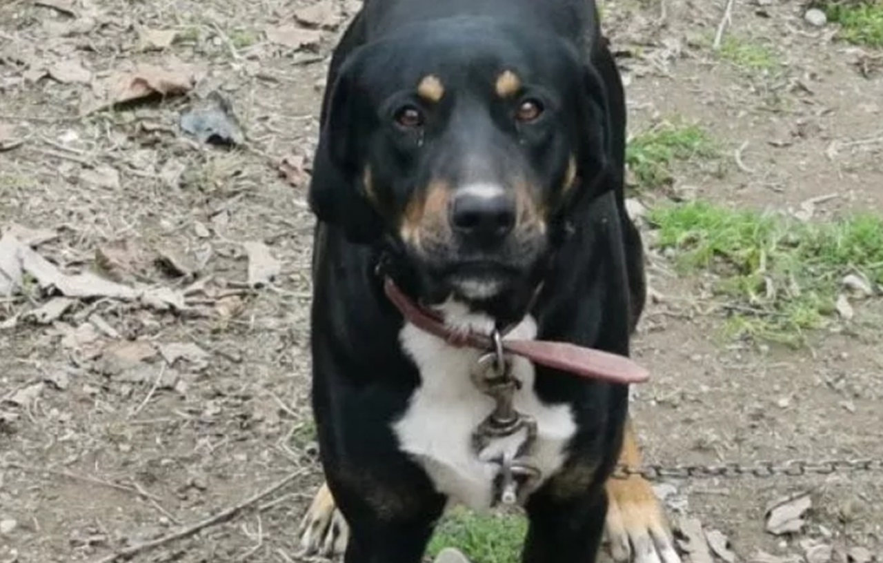 Cane con la catena