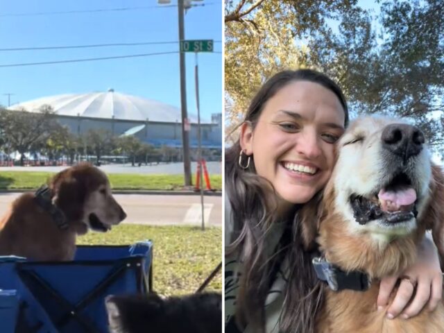 Stanco e anziano, il cane non riesce comunque a contenere la gioia di andare con gli altri a fare una passeggiata