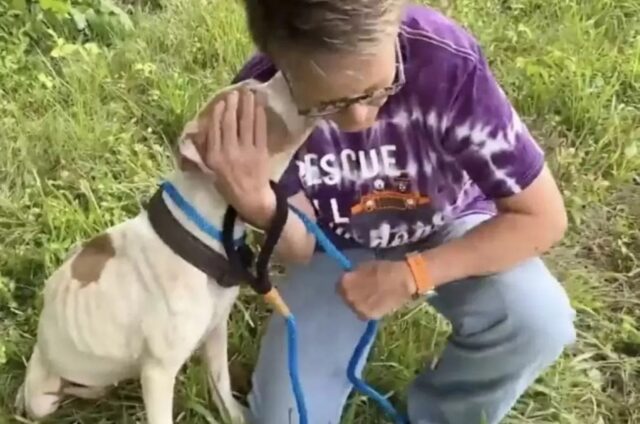 Il cane ama il pesce rosso di gomma che lo ha aiutato a riprendersi