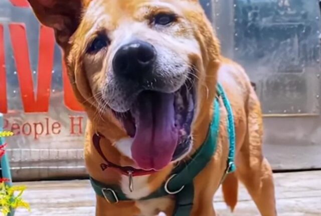 Il cane anziano viene adottato da un uomo altrettanto anziano dopo aver vissuto per anni in un rifugio: “Mi ha scelto”