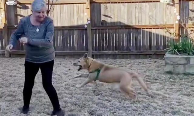 Cane anziano trova casa dopo 700 giorni: “Datemi un cane a basso consumo energetico”