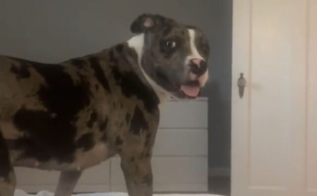 È evidente: la mamma umana ha catturato il momento in cui il cane appena adottato inizia a sentirsi davvero a casa (VIDEO)