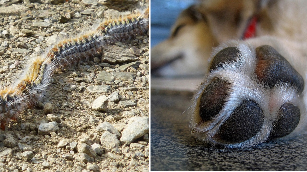 Cane attaccato dalla processionaria