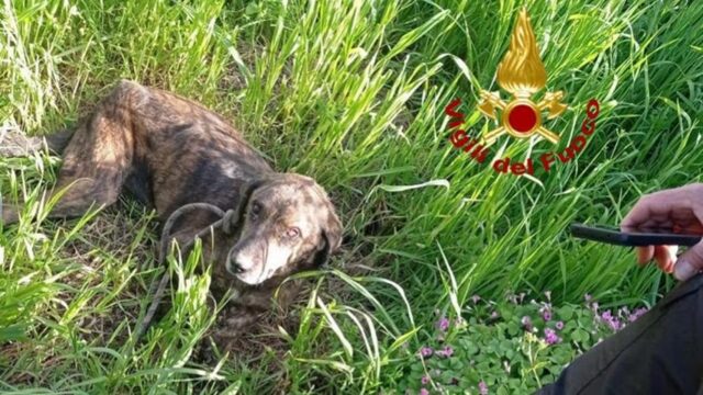 Cane caduto in una voragine: i Vigili del Fuoco riescono a portarlo in salvo
