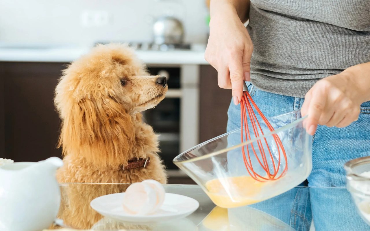 cagnolino guarda la sua padrona mentre cucina