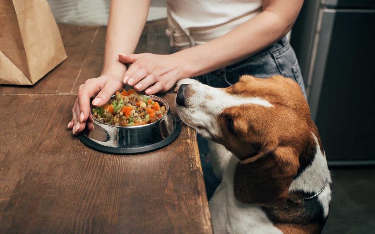 ricette per cani da fare in casa