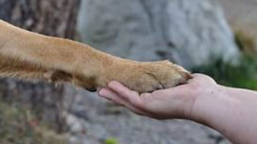 cane con essere umano