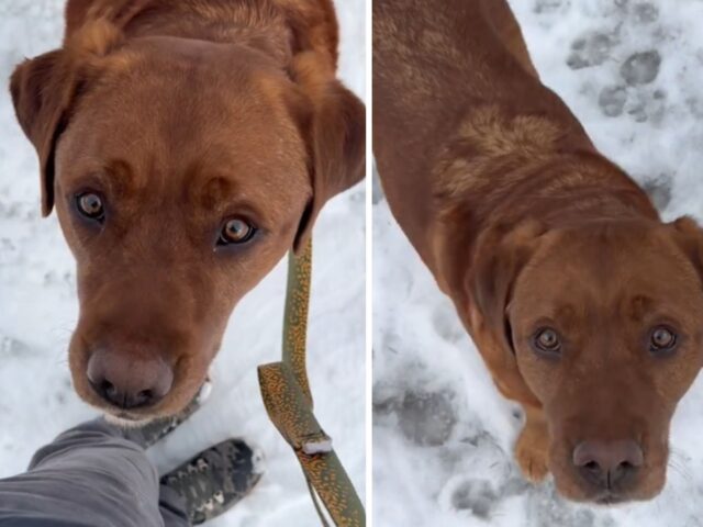 Questo cucciolo è stato bocciato alla scuola per cani, ma è riuscito comunque ad imparare un’abilità fondamentale