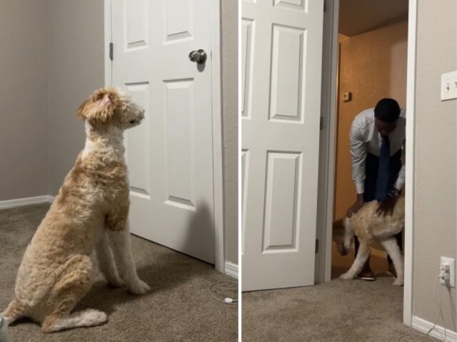 Non l’ha visto per un mese: questo cane è impazzito di gioia quando il suo umano preferito è tornato a casa