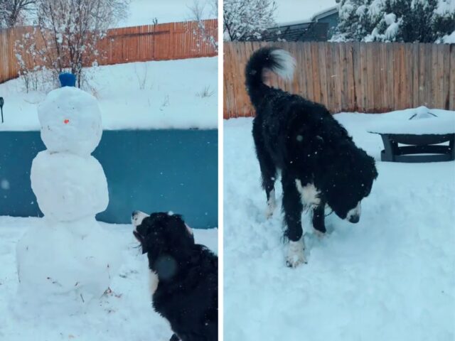 Da qualche parte è ancora inverno e questo cane ne approfitta per “conoscere” meglio il pupazzo di neve