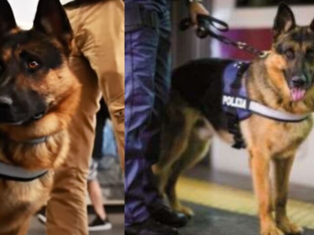 Forse non lo sai, ma esiste una pagina dove vengono raccontate le storie dei cani della Polizia Italiana