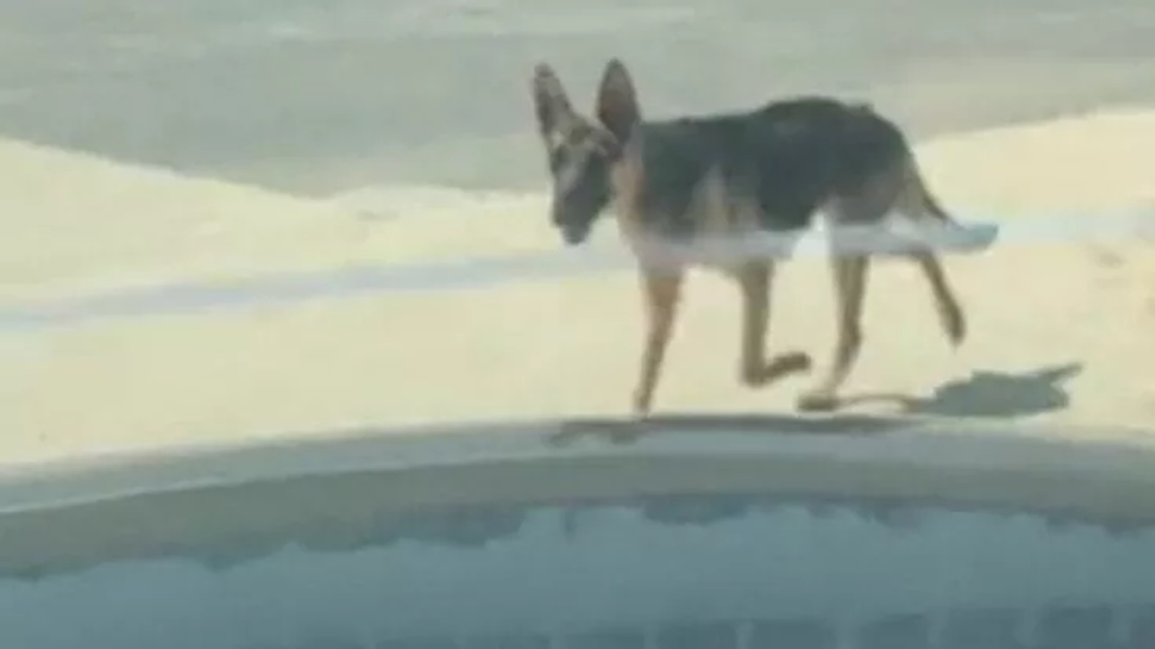 Cane chiede aiuto a un'auto di passaggio