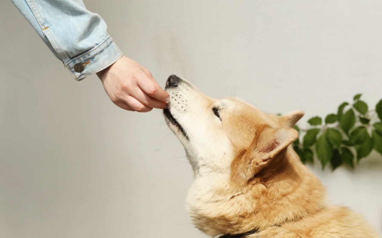 cane che mangia uno snack