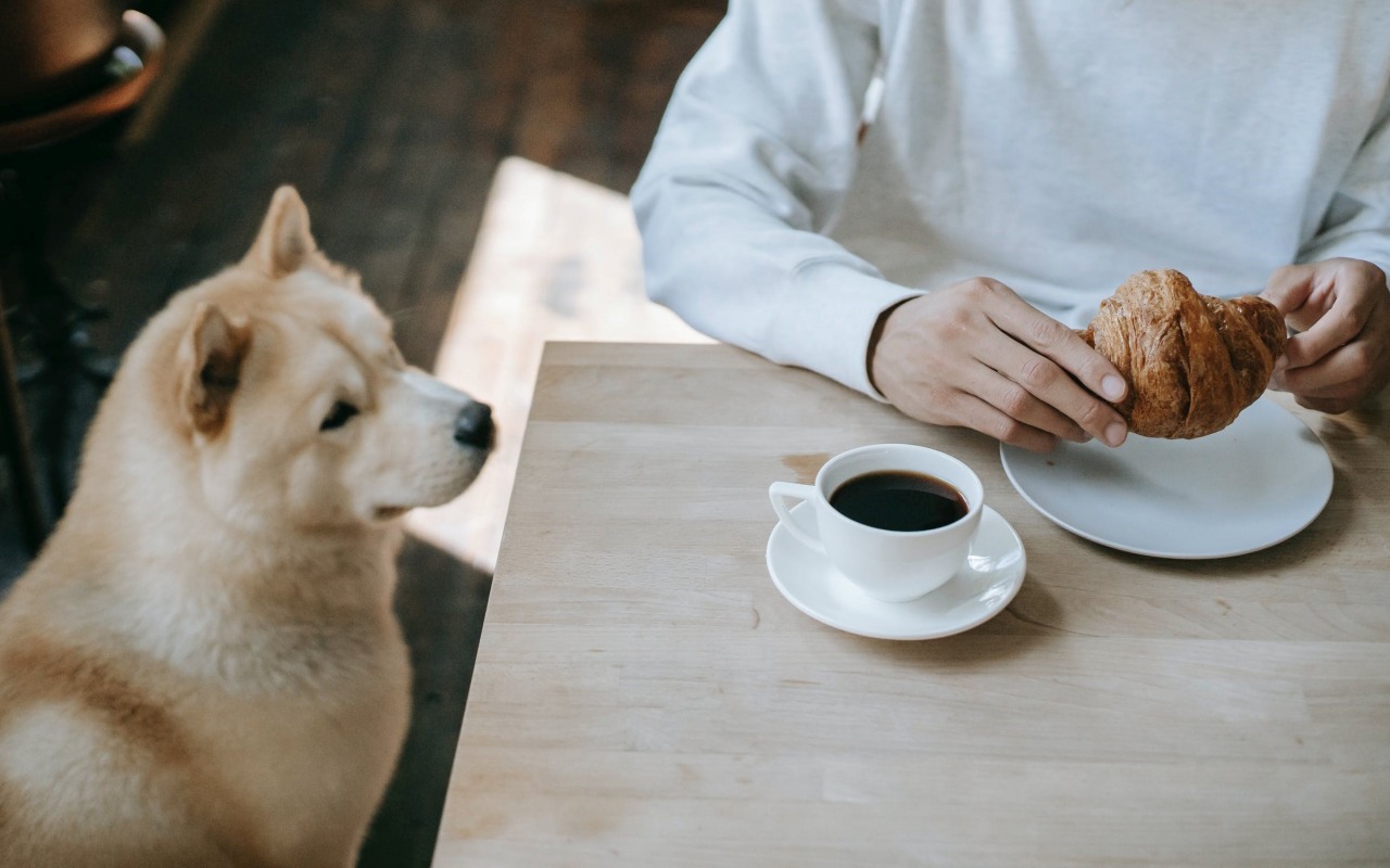 cane che guarda un croissant