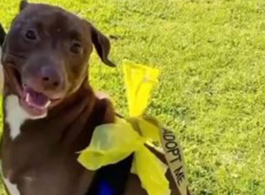 Cane con il fiocco dell'adozione