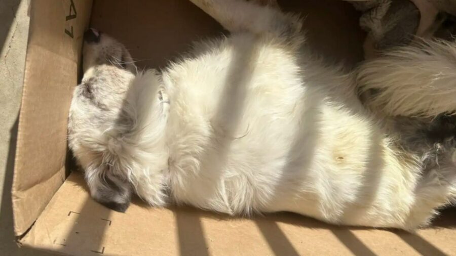 cane sotto i raggi del sole