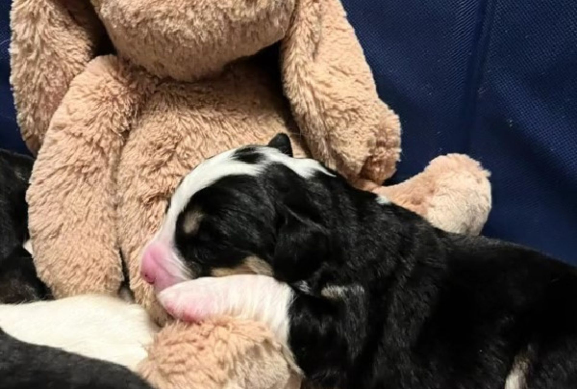 cane con peluche