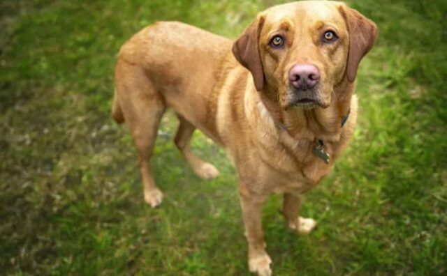 Il Labrador riceve un regalo inatteso dal suo amato proprietario e grazie a questo scopre un suo talento speciale (VIDEO)