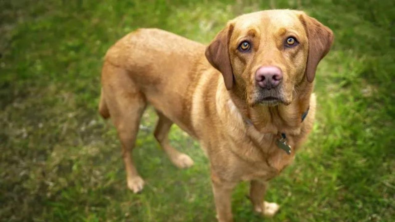 cane labrador