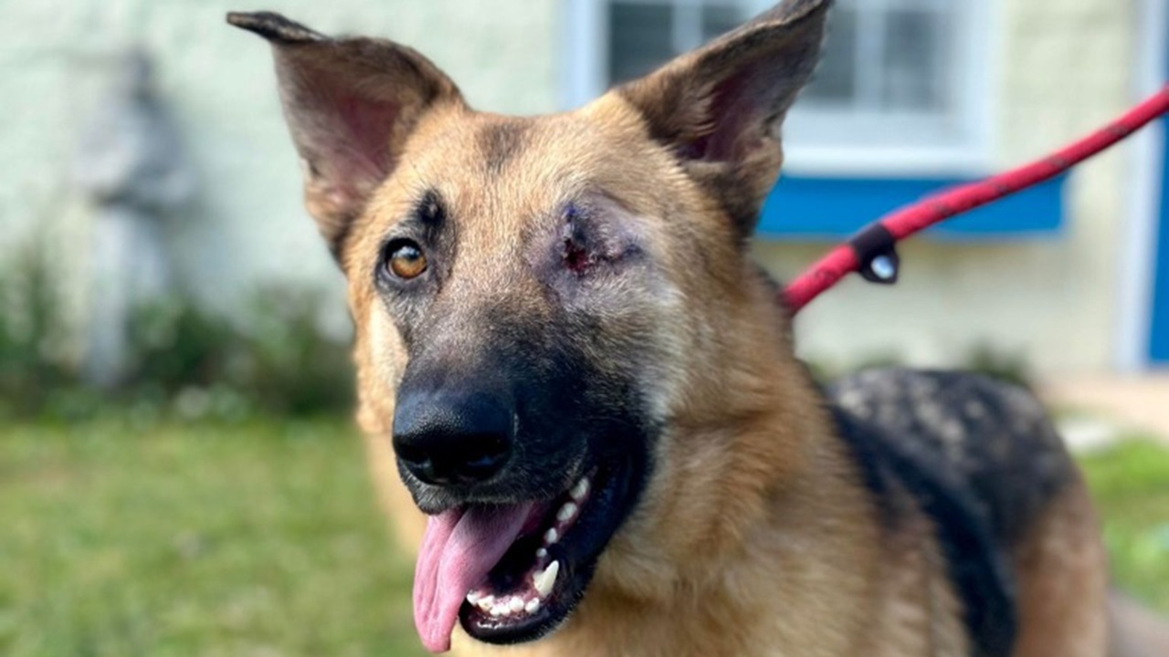 Cane con un occhio solo