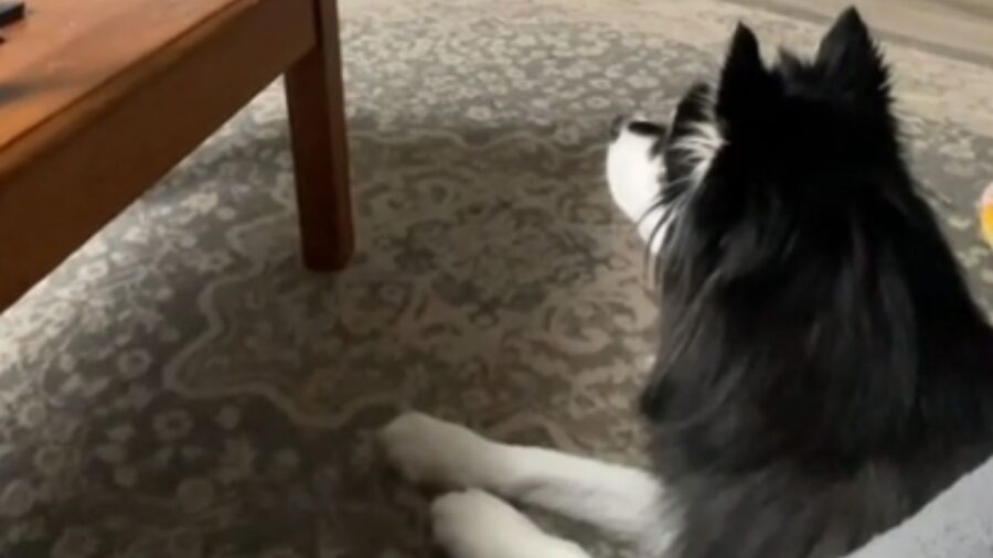 cane con pelo bianco e nero