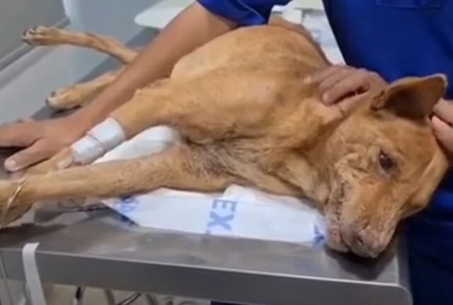 Il cane abbandonato è stato trovato in preda alle convulsioni: le sue speranze di vita erano ormai pochissime