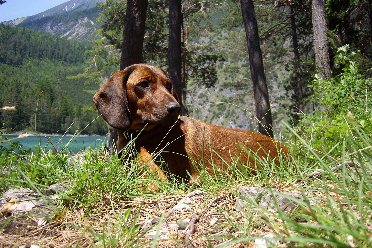 Cane da caccia nel bosco