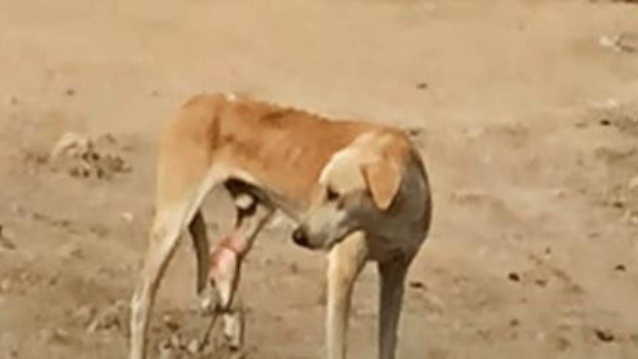 cane dentro una trappola