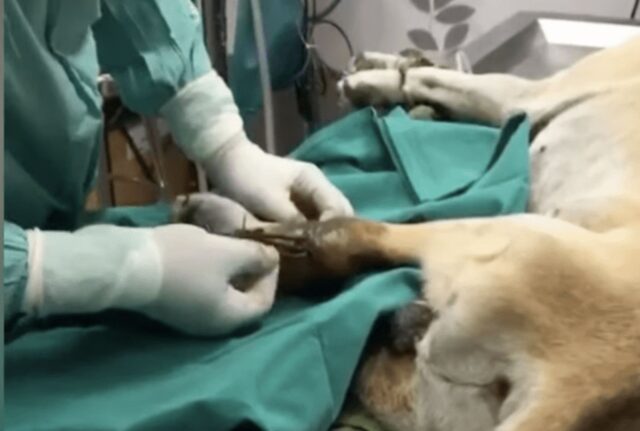 Il cane randagio rimane con la zampa intrappolata e non sa che fare: non si spiega il perché di tutto questo dolore