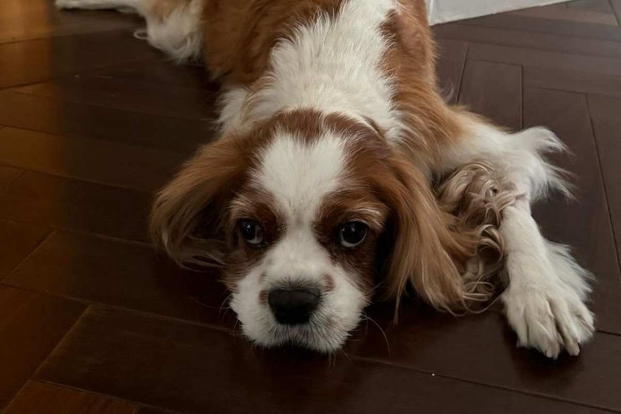 Cavalier King Charles Spaniel