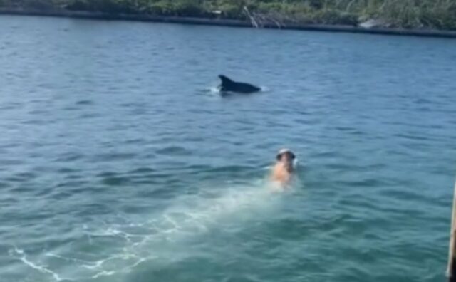 Il Golden Retriever avvista un delfino e decide di tentare il tutto per tutto per provare a socializzare con lui (VIDEO)