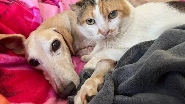 Cane e gatta volano sul ponte dell’arcobaleno insieme, abbracciati fino all’ultimo