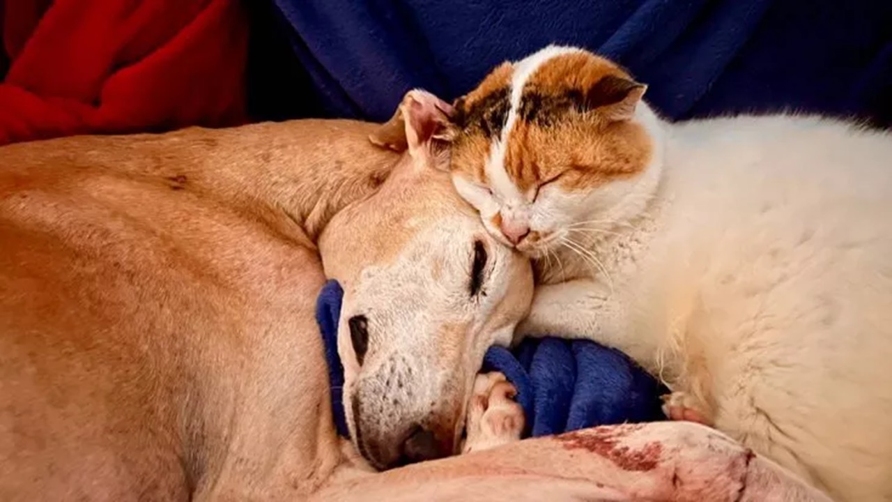 Cane e gatto si fanno le coccole