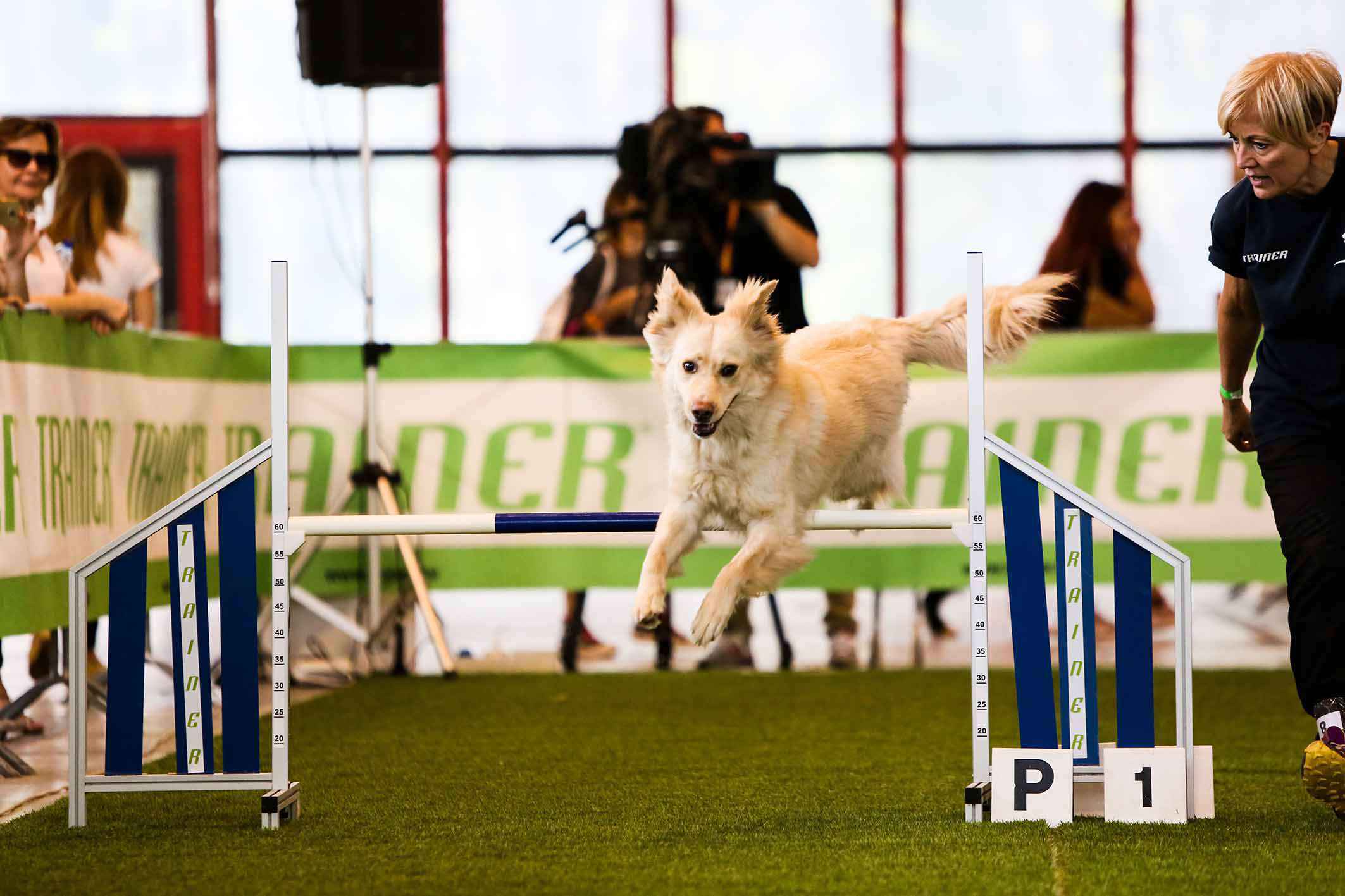 cane che fa percorso a ostacolì