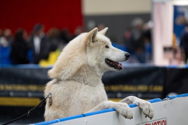 Cane in fiera: come farlo partecipare, cosa sapere, come comportarsi