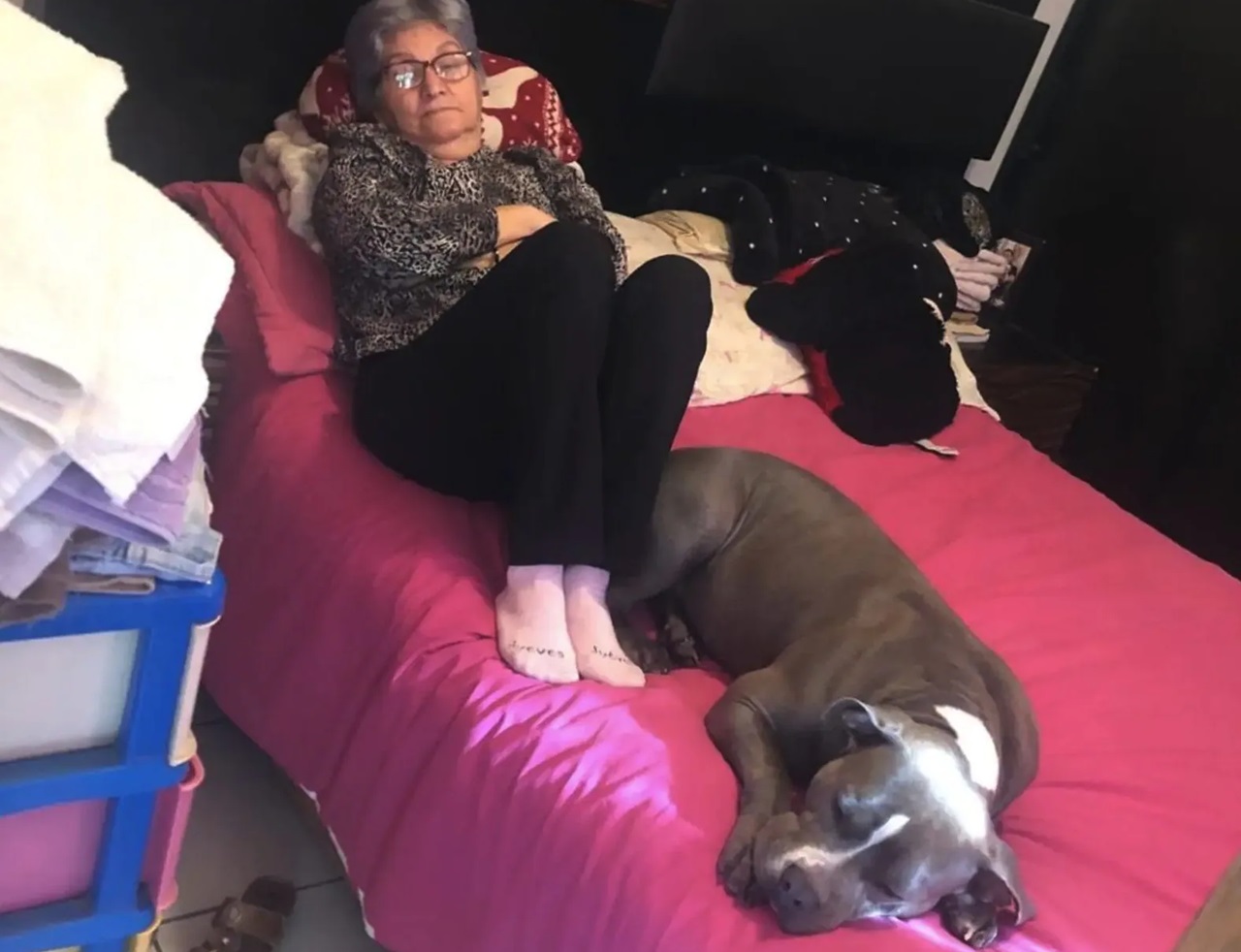 Pit Bull con signora anziana