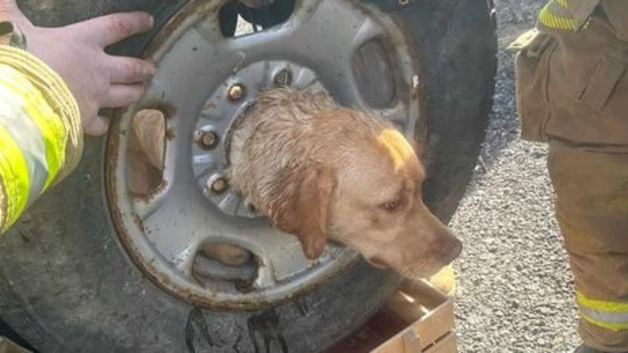 cane incastrato dentro pneumatico