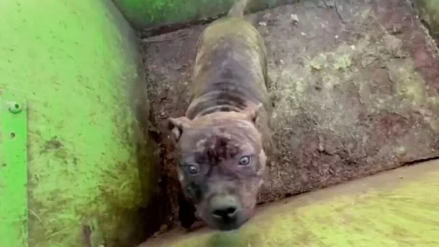 cagnolino in mezzo alla sporcizia