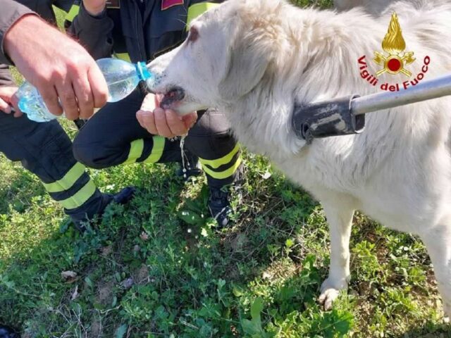 Cane intrappolato in un laccio, salvato dai pompieri che intervengono per aiutarlo
