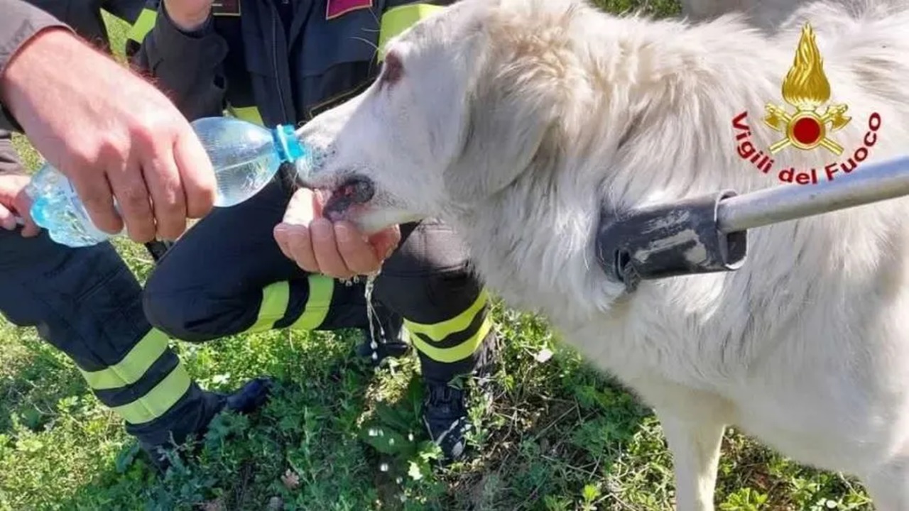 Cane bianco di grossa taglia