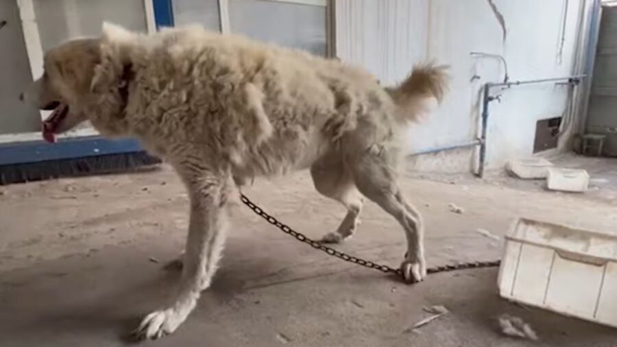 cane denutrito che perde pelo