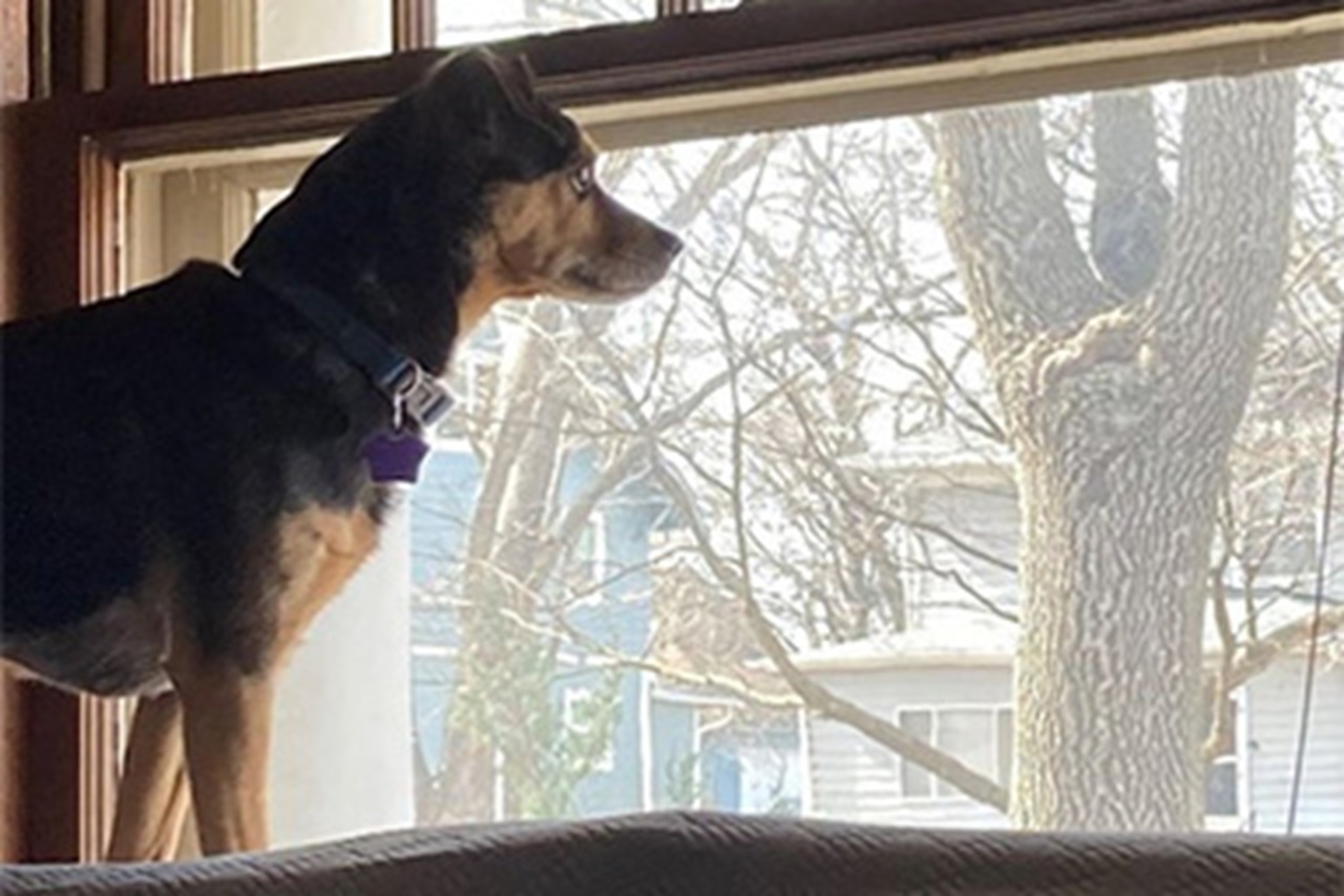 Cane alla finestra