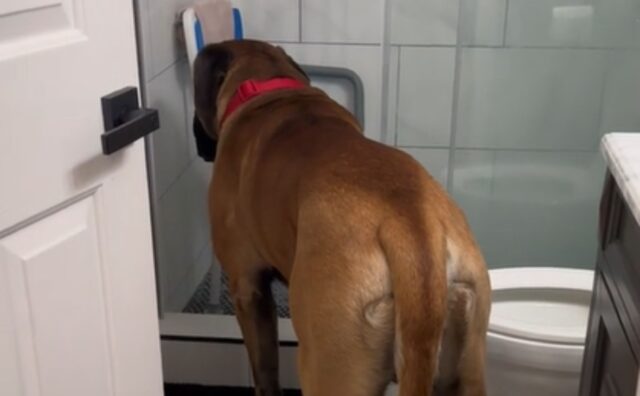 Il Mastino gigante viene salvato dalla sua mamma subito dopo essersi messo in trappola da solo (VIDEO)