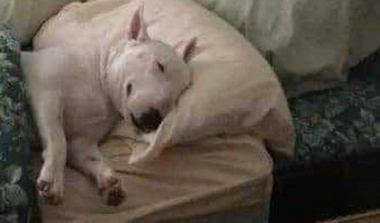 Bull Terrier dorme nel letto