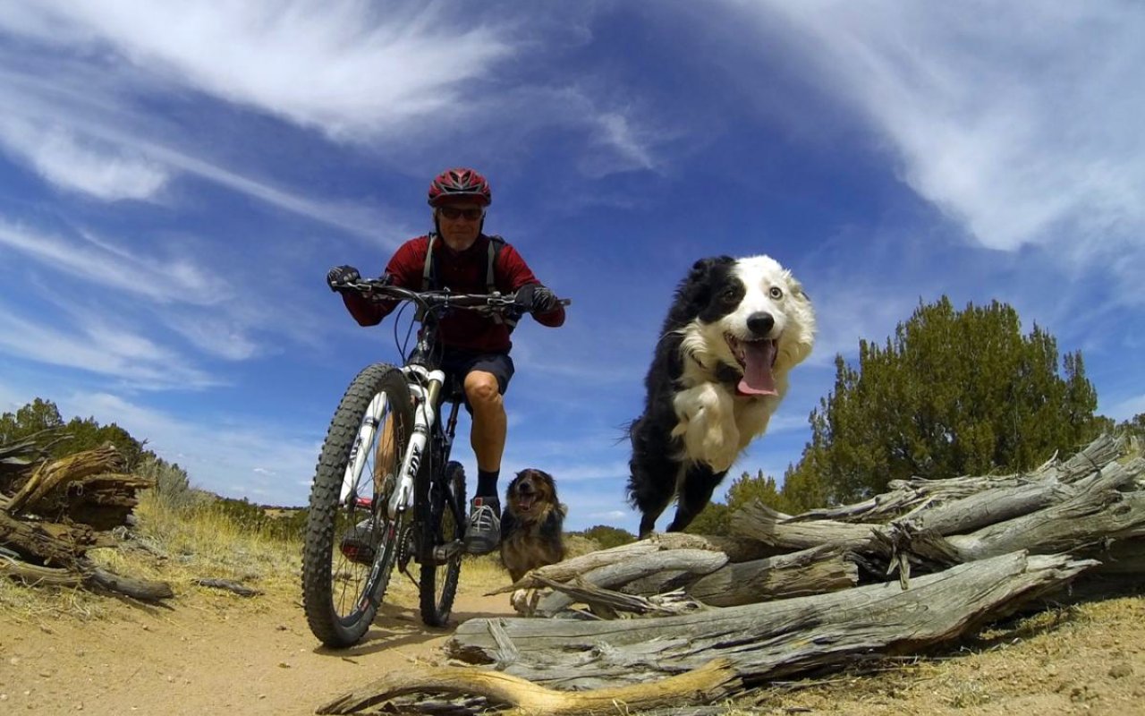 cane in montagna col suo padrone in bici