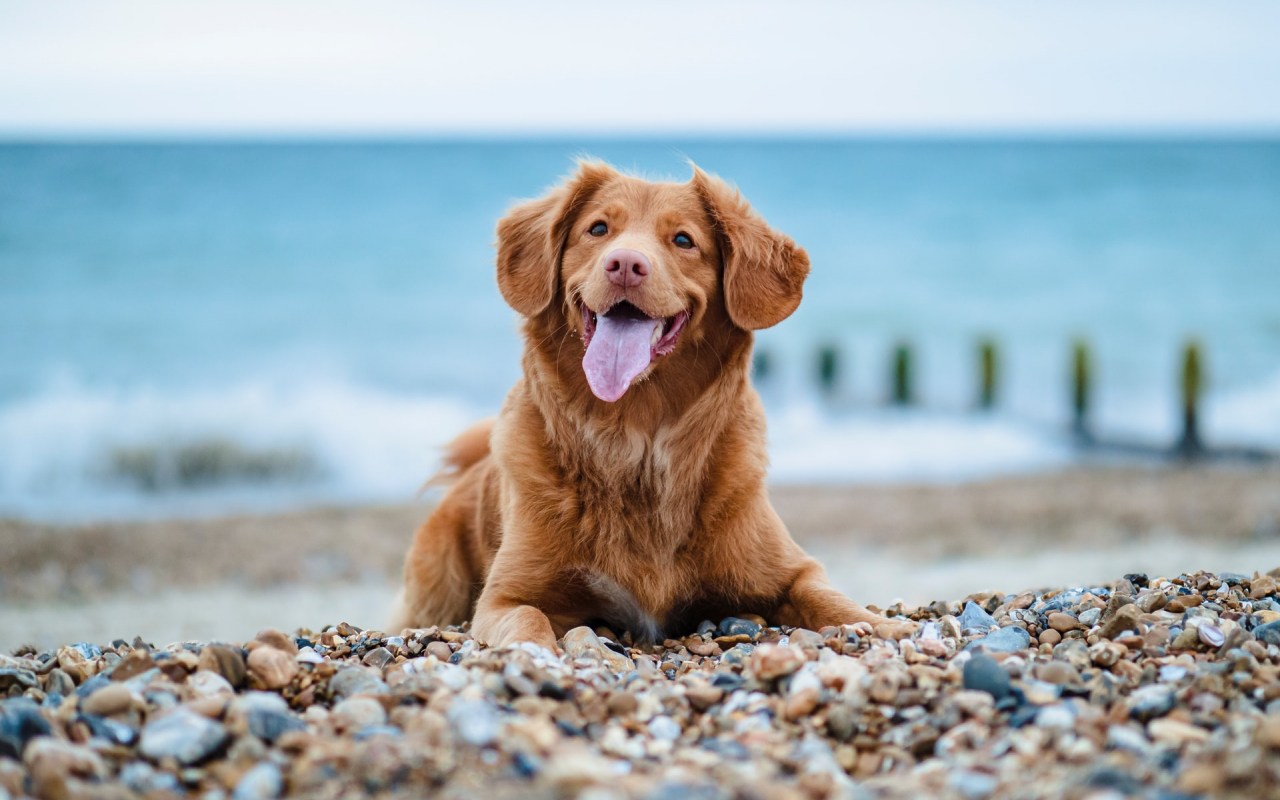 cane felice in spiaggia
