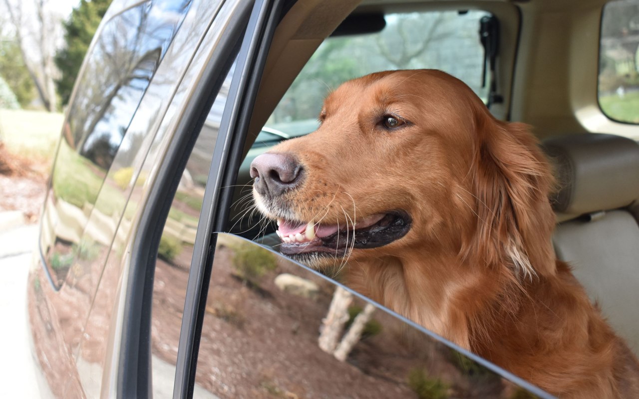 cane che viaggia in macchina