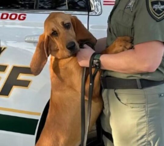 Cane poliziotto cerca ragazzina smarrita: la trova e la ricopre di baci