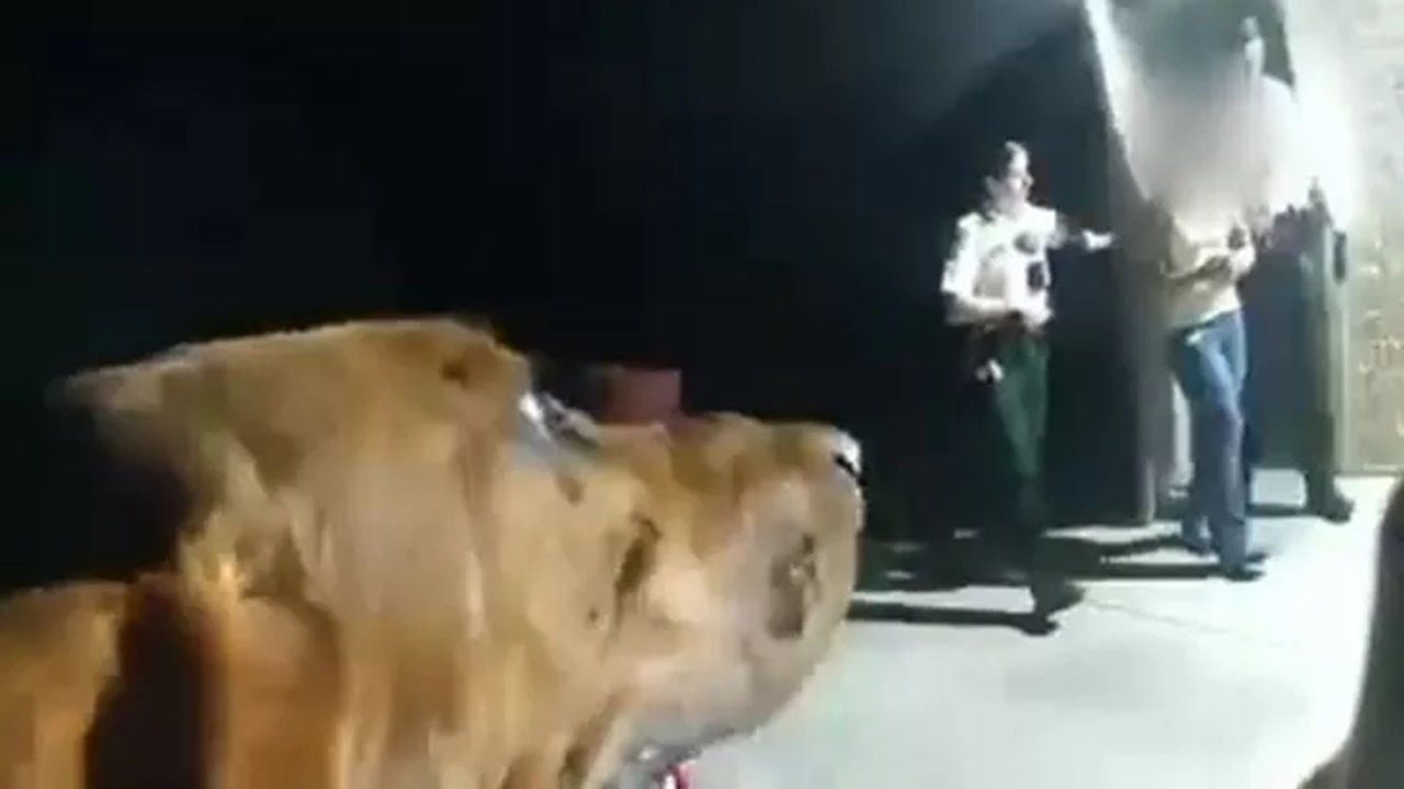 cane poliziotto ragazzina smarrita