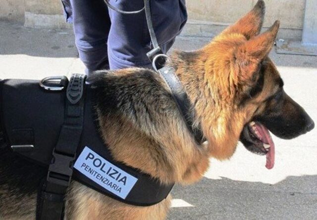 Addio al cane poliziotto penitenziario Zolly: i cinofili della Polizia Penitenziaria di Benevento in lutto